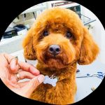 Pampering Your Pooch: Top Tips For Effective Dog Grooming
